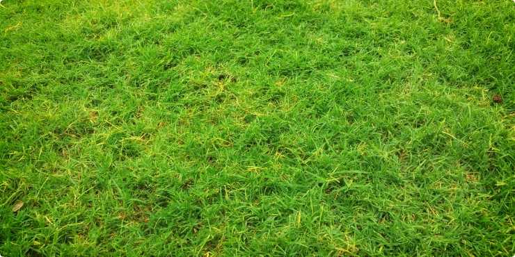 Big green grassy patch