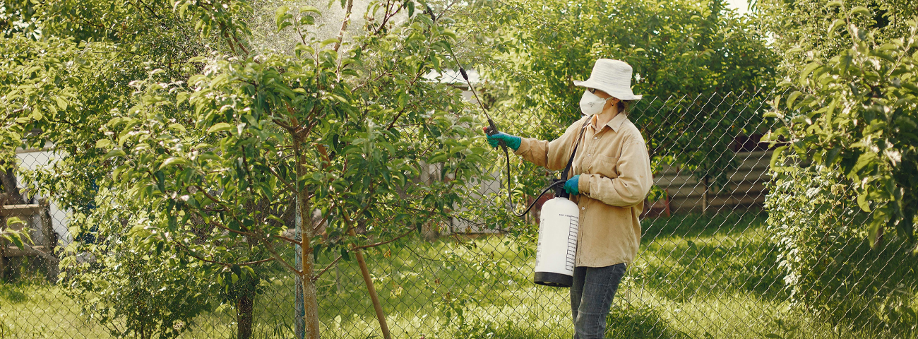 Lady wearing a hat and mask, sprays her tree